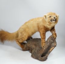 A taxidermy red ferret on a branch, 64cm wide
