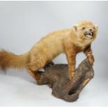 A taxidermy red ferret on a branch, 64cm wide