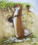 Victor H. S. Burroughs (1900-1979), miniature watercolour, Study of a ferret, monogrammed, 8 x 6.
