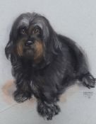 Margaret Palmer (b.1922), pastel, Portrait of a terrier, signed and dated '78, 47 x 38cm