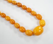 A single strand graduated oval amber bead necklace, 42cm, gross 21 grams.