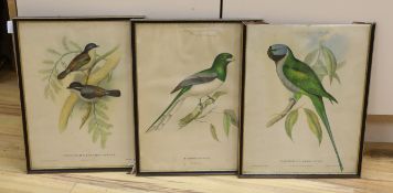After John Gould (1804-1881) and H C Richter (1821-1902), set of three colour lithographs, including