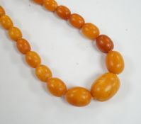 A single strand graduated oval amber bead necklace, 40cm, gross weight 44 grams.