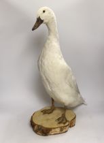 A taxidermy Indian runner duck, 60cm