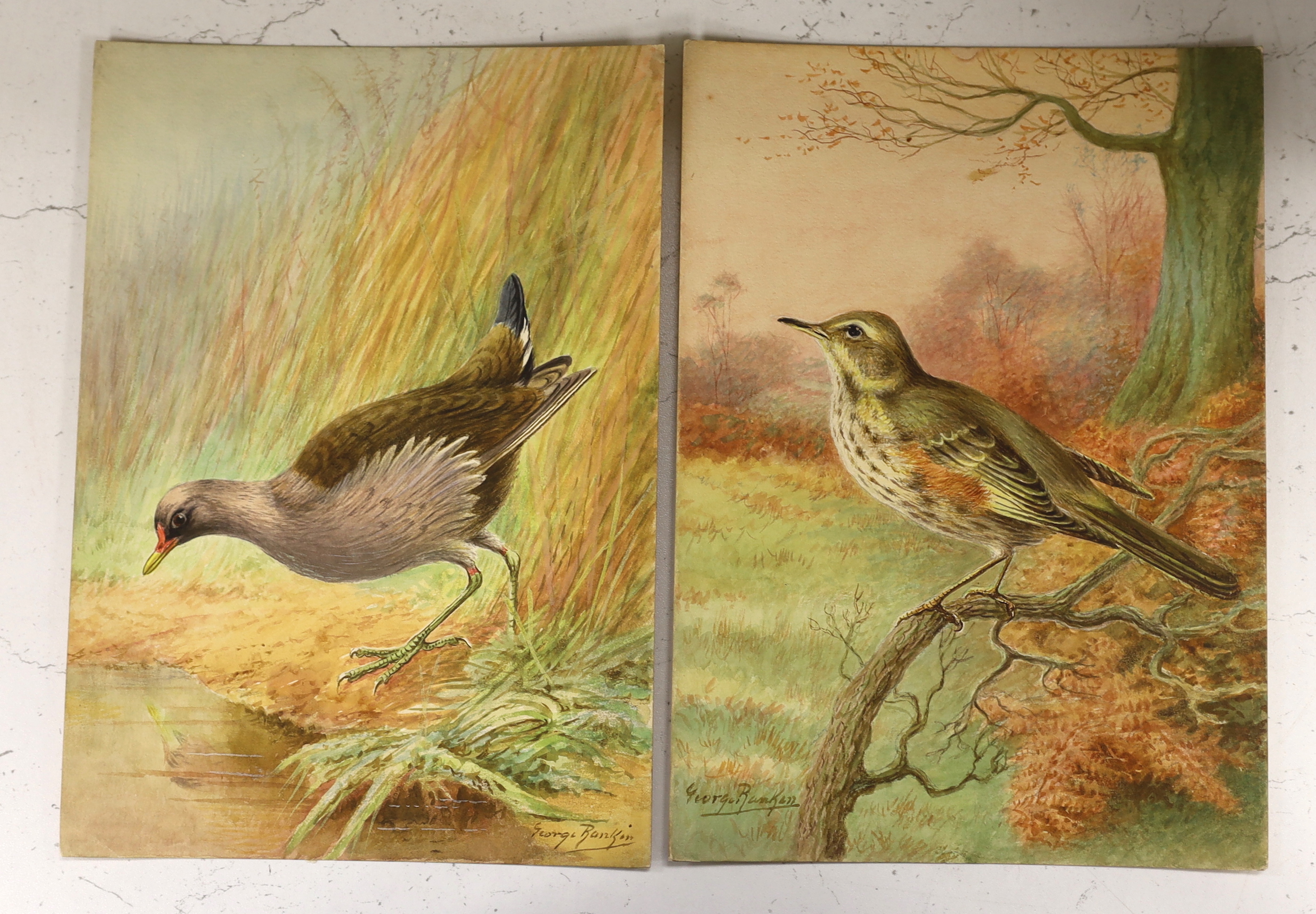 George Rankin (1864-1937), four original watercolours on card for postcard designs, ‘Bittern’, ‘ - Image 2 of 3