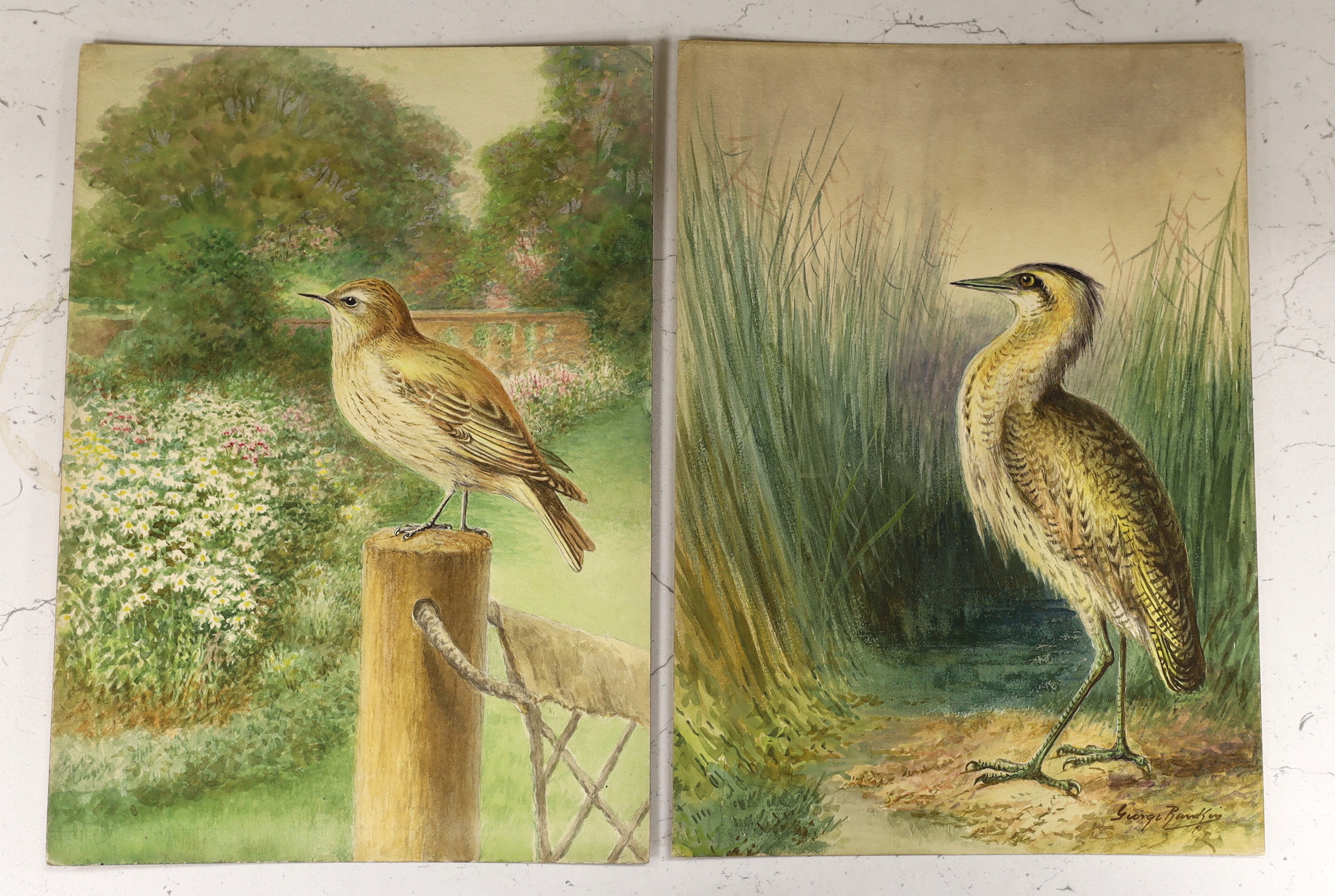 George Rankin (1864-1937), four original watercolours on card for postcard designs, ‘Bittern’, ‘ - Image 3 of 3