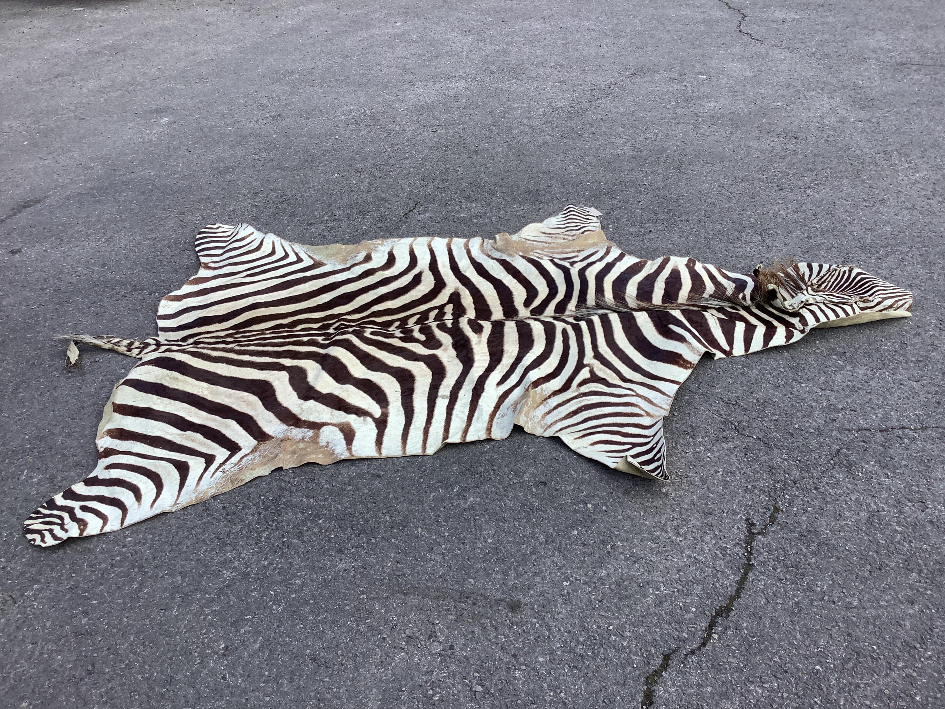 A zebra skin rug, 240 x 162cm - Image 2 of 2