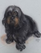 Margaret Palmer (b.1922), pastel, Dog portrait, signed and dated '78, 47 x 38cm