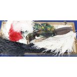 Various hat feathers including ostrich examples, beetle wing hat ornament and taxidermy Bird of