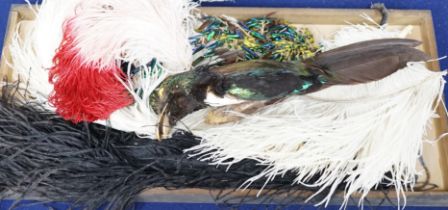 Various hat feathers including ostrich examples, beetle wing hat ornament and taxidermy Bird of