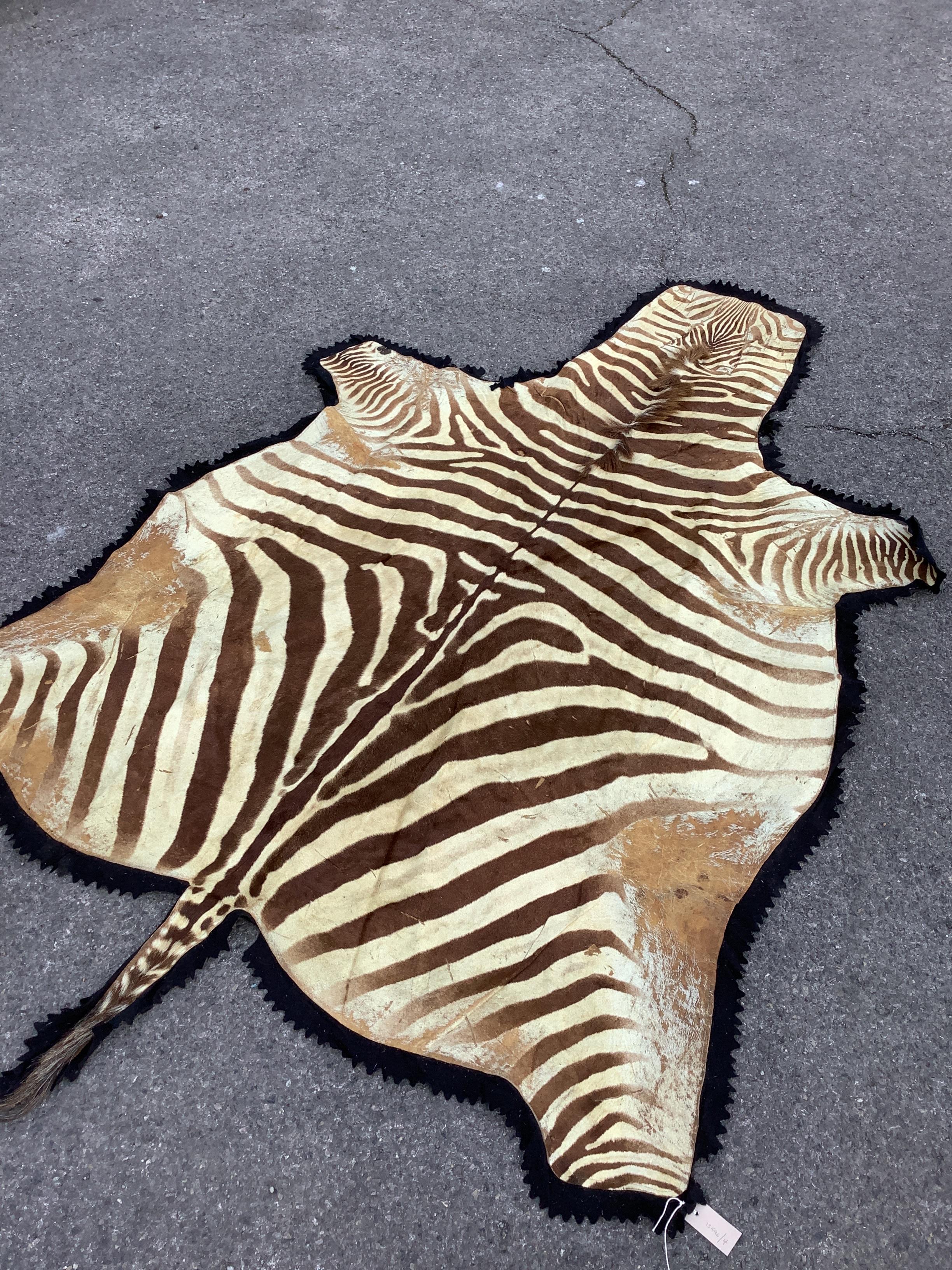 A felt backed zebra skin rug, 250 x 104cm - Image 2 of 2