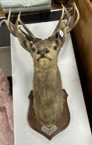 A large mounted taxidermy stag head, on white metal mounted oak shield backplate dated 1906,