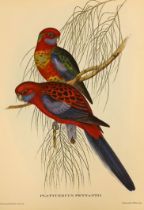 After John Gould (1804-1881) & H C Richter, 'Uccelli Tropicali', a folio of ten colour