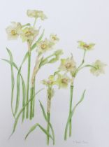 Valerie Temple-Jones (contemporary), botanical watercolour, 'Narcissus', signed, labels verso, 35