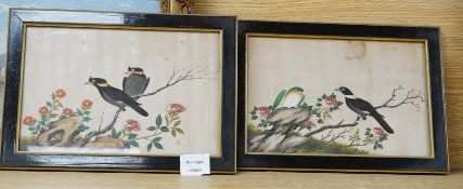 19th century, Cantonese School, pair of pith paper paintings, Birds of Paradise amongst Peonies,