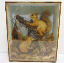 A TAXIDERMY GROUP OF TWO RED SQUIRRELS by W.K. Petherick, 26 East Reach, Taunton, mounted in a