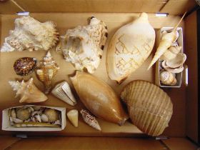 A COLLECTION OF SEA SHELLS the largest 20.5cm long.