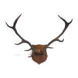 A 'ROYAL' 12-POINT SET OF SCOTTISH RED STAG ANTLERS on a shaped wooden shield for wall mounting,