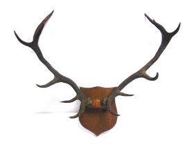 A 'ROYAL' 12-POINT SET OF SCOTTISH RED STAG ANTLERS on a shaped wooden shield for wall mounting,