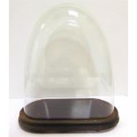A GLASS DOME approximately 31cm high, 26cm wide, 11.5cm deep, on an ebonized base, raised on shallow