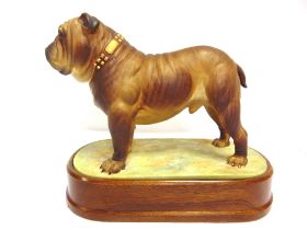 A ROYAL WORCESTER MODEL OF THE BULLDOG by Doris Lindner, limited edition 369/500, with framed
