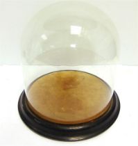 A CIRCULAR GLASS DOME approximately 22cm high, 20.5cm diameter, on an ebonized base, overall 24cm