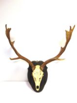 A SET OF FALLOW BUCK PALMATED ANTLERS skull mount, inscribed in pencil 'TY CEFN TREGILS /