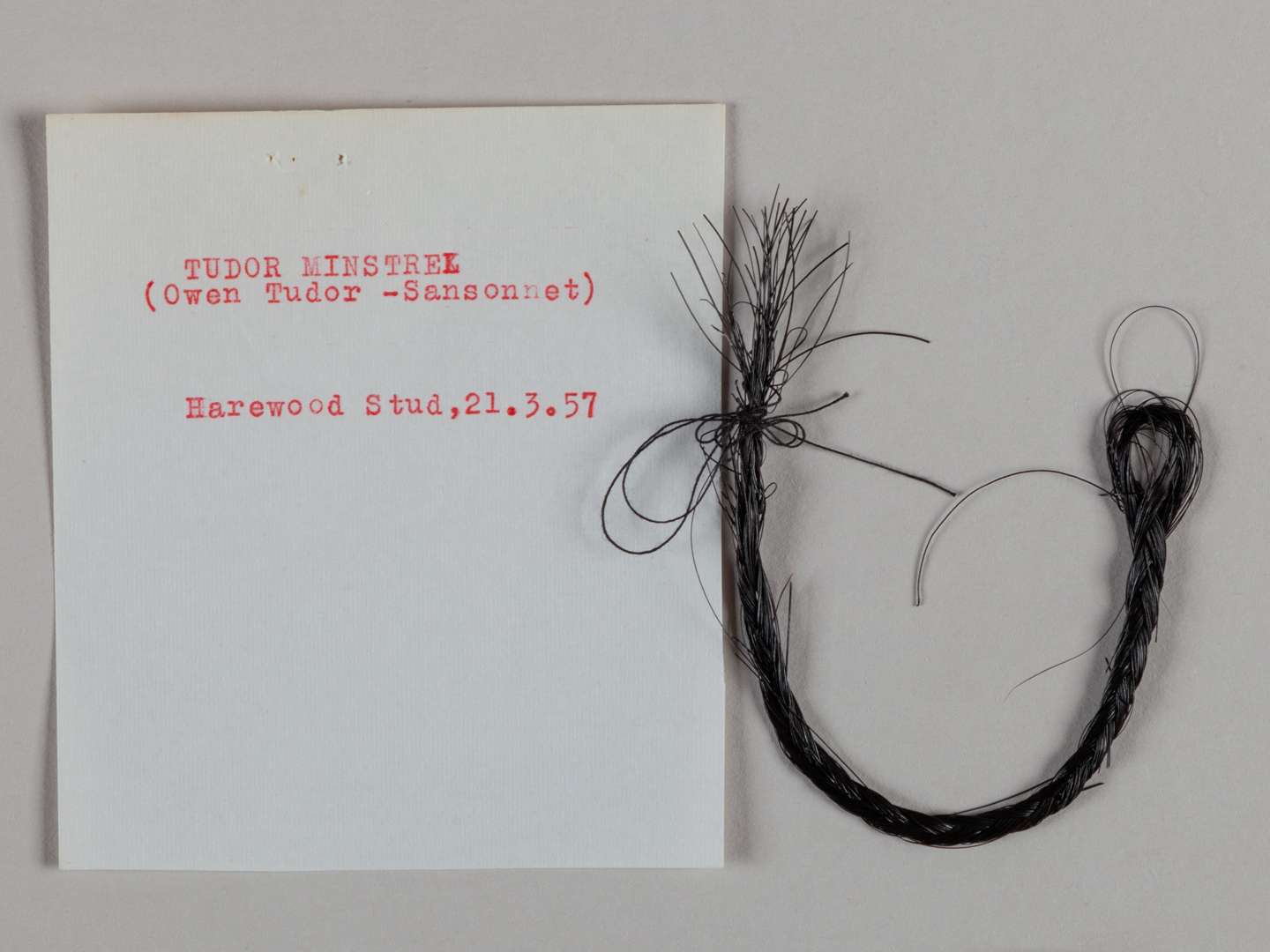 A plaited lock of hair from the racehorse and stallion Tudor Minstrel. - Image 2 of 2