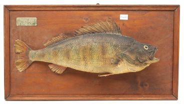 A preserved prize redfin perch, mounted on a stained pine plaque, titled "Redfin... taken from River