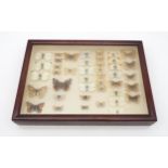 A small cased lepidoptery display Condition Report:Available upon request
