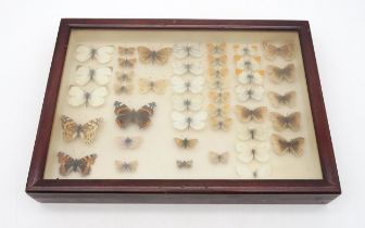 A small cased lepidoptery display Condition Report:Available upon request