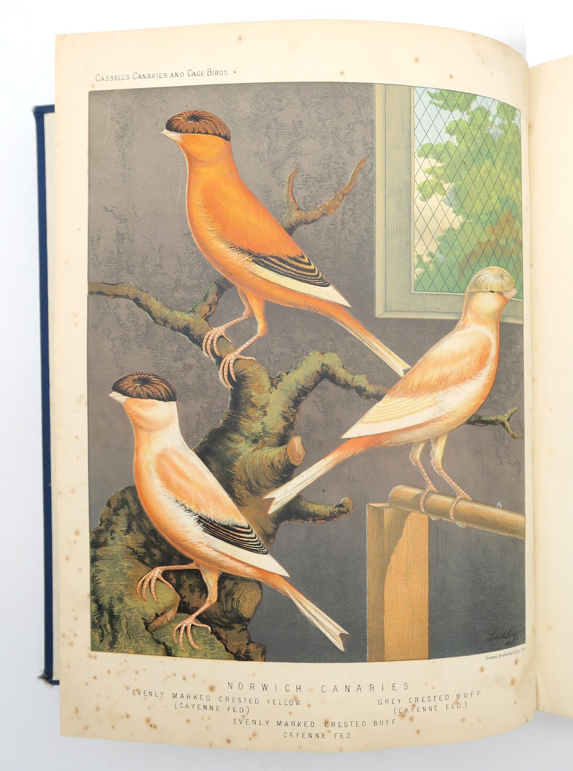 Blakston, W.A. et al. The Illustrated Book of Canaries and Cage-Birds Cassell, Petter, Galpin & Co., - Image 3 of 4