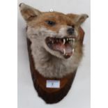 A 20th century taxidermy of a red fox head on live edge mount Condition Report:Available upon