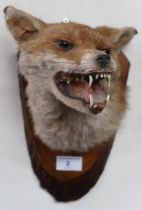 A 20th century taxidermy of a red fox head on live edge mount Condition Report:Available upon