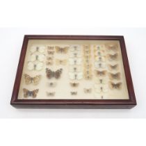 A small cased lepidoptery display Condition Report:Available upon request