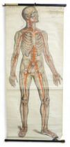 SIX EDUCATIONAL ANATOMICAL WALL CHARTS To include a Frohse Anatomical Chart, Plate no. 5: the