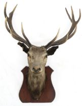 A 19TH CENTURY TAXIDERMY ROYAL STAG  with thirteen point-antlered stags head on shield wall mount,