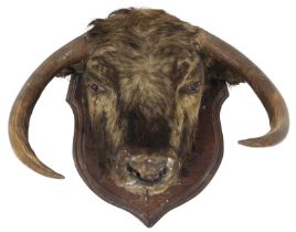 A TAXIDERMY BULLS HEAD ON SHIELD MOUNT  head with tipped downward curving horns and ring through