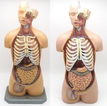 TWO EDUCATIONAL ANATOMICAL MODELS OF THE HUMAN TORSO, ONE BY ADAM ROUILLY, LONDON With removable