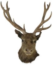A TAXIDERMY TWELVE POINT ROYAL STAGS HEAD  approximate sizes, 84cm high x 75cm wide 44cm deep