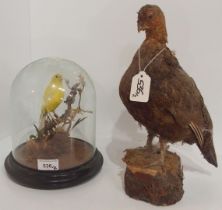 TAXIDERMY A canary, perched on a naturalistic branch, under a glass dome approx. 23cm in height;