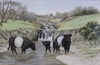 GRAHAM BRADSHAW (CONTEMPORARY SCHOOL)  BELTED GALLOWAY CATTLE  Gouache, signed lower right, 37 x