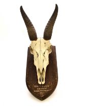 Taxidermy: Mounted reedbuck (reitbuk) skull with horns, early 20th century