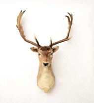 Taxidermy: A red deer head (Cervus elaphus)