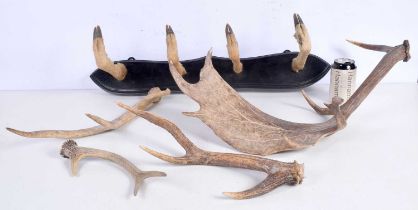 A deer's foot coat hanger together with a collection of Deer's Antler 58 x 71 cm (5).