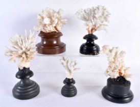 A COLLECTION OF CORAL SPECIMENS MOUNTED ON WOODEN PLINTHS 18cm high (5)