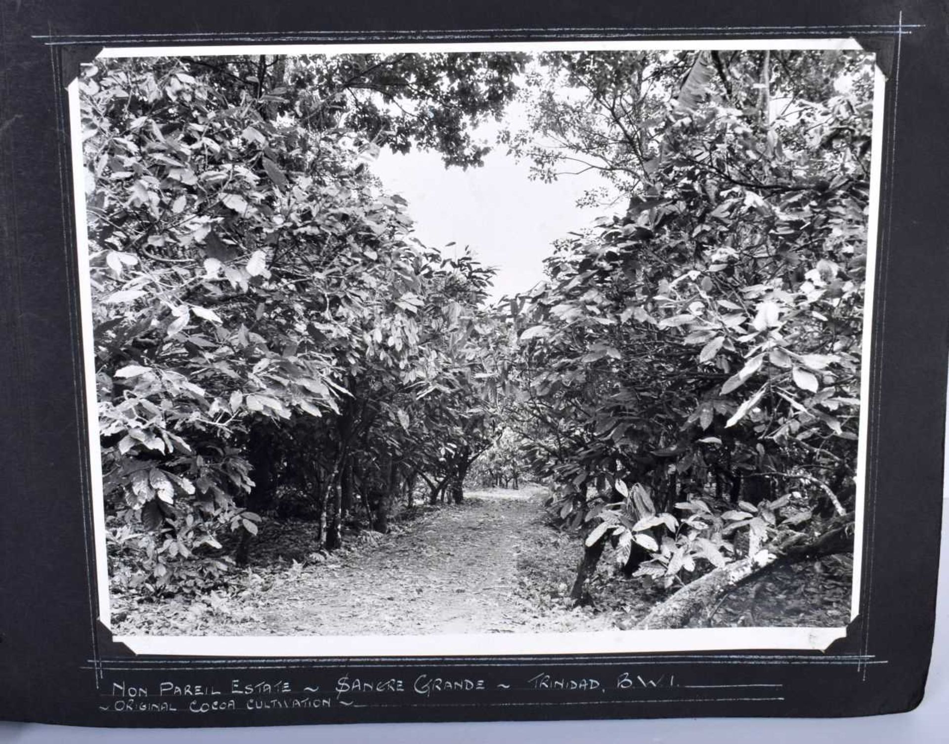 A Historic collection of 60 photographs in Albums each 20 x 25 cm, Agriculture on plantations in - Image 3 of 10