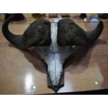 A huge mounted skull of a Cape Buffalo 25 x 86 cm.