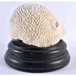 A LARGE BRAIN CORAL COUNTRY HOUSE SPECIMAN. 21 cm x 18 cm.