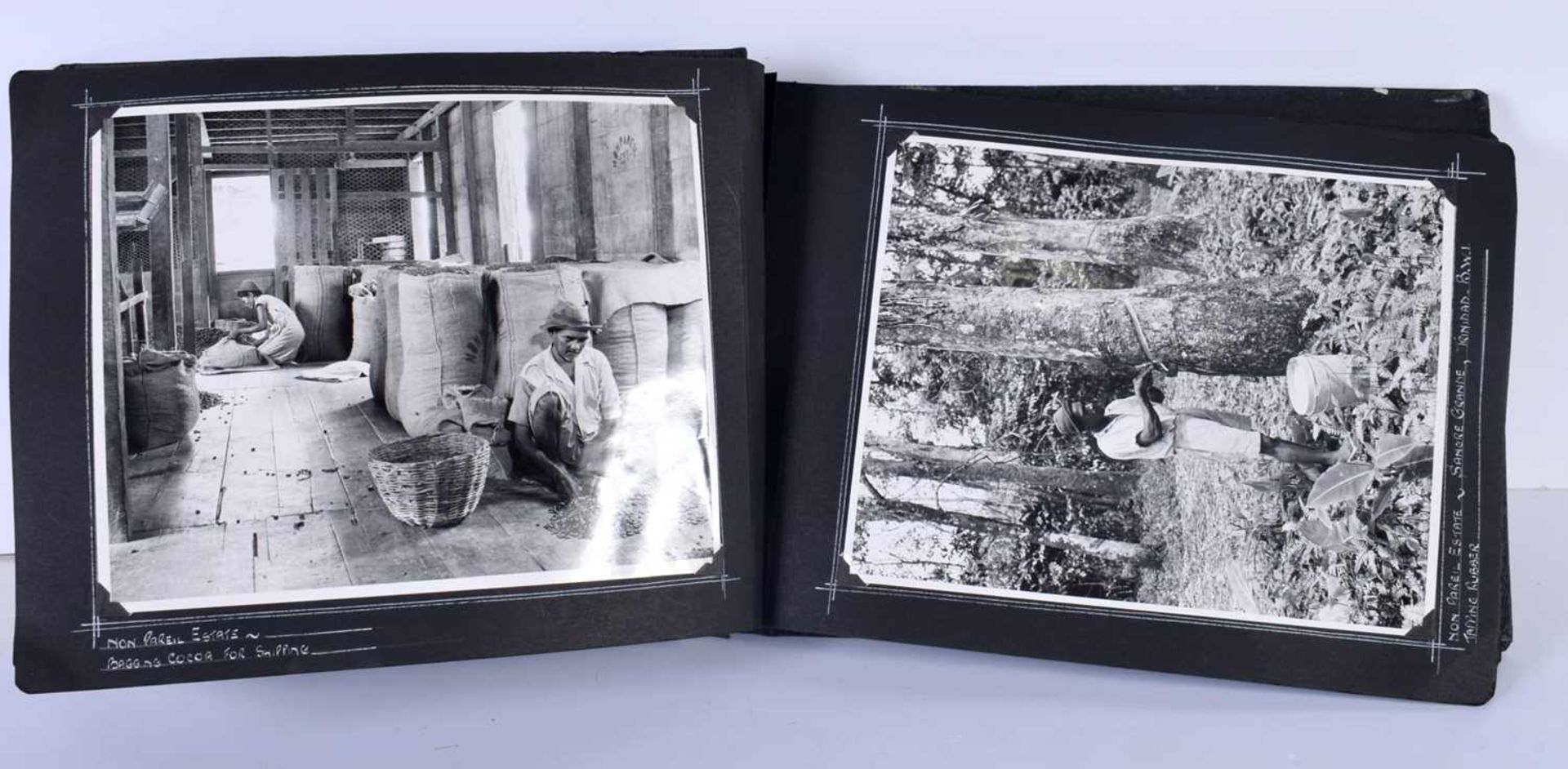 A Historic collection of 60 photographs in Albums each 20 x 25 cm, Agriculture on plantations in - Image 4 of 10